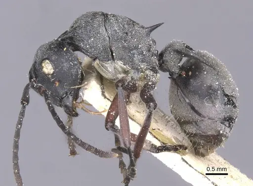 Polyrhachis tibialis - CASENT0912155