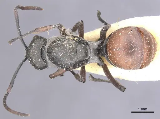 Polyrhachis tibialis - CASENT0912156
