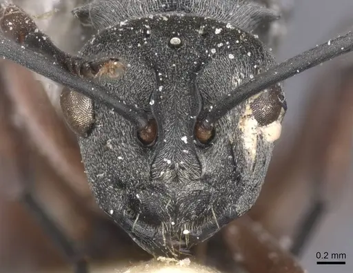 Polyrhachis tibialis - CASENT0912156