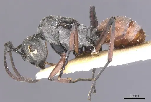 Polyrhachis tibialis - CASENT0912156