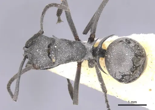 Polyrhachis tibialis - CASENT0912157