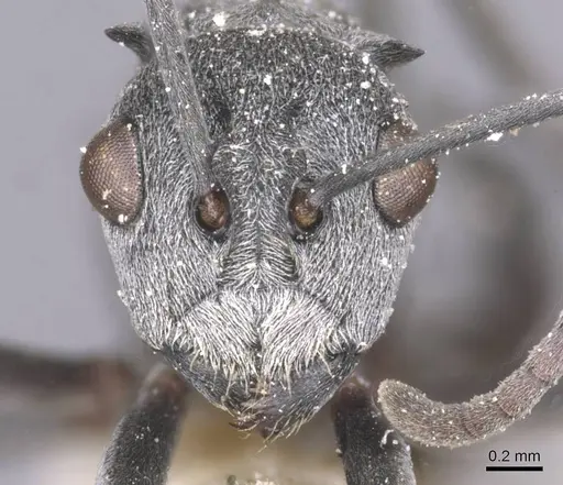 Polyrhachis tibialis - CASENT0912157