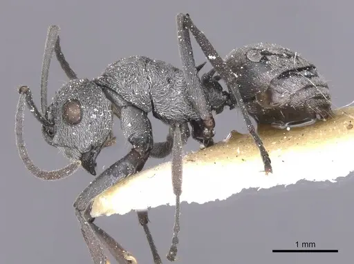 Polyrhachis tibialis - CASENT0912157