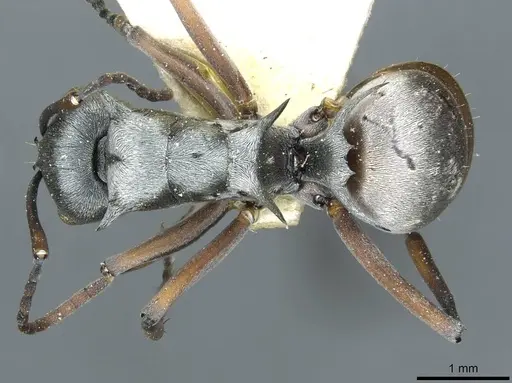 Polyrhachis tibialis - CASENT0912158