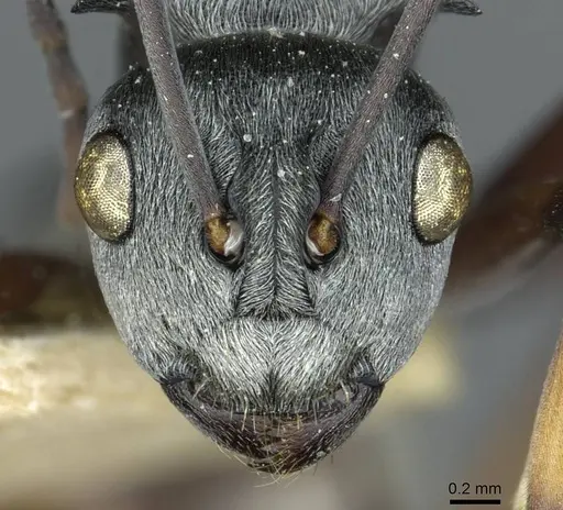 Polyrhachis tibialis - CASENT0912158