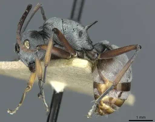 Polyrhachis tibialis - CASENT0912158