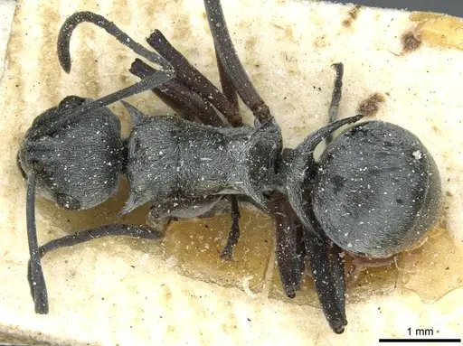 Polyrhachis tibialis - CASENT0912159