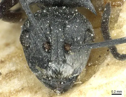 Polyrhachis tibialis - CASENT0912159