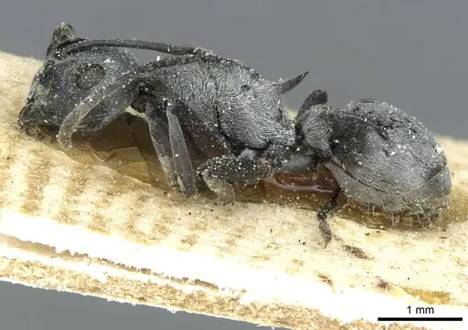 Polyrhachis tibialis - CASENT0912159