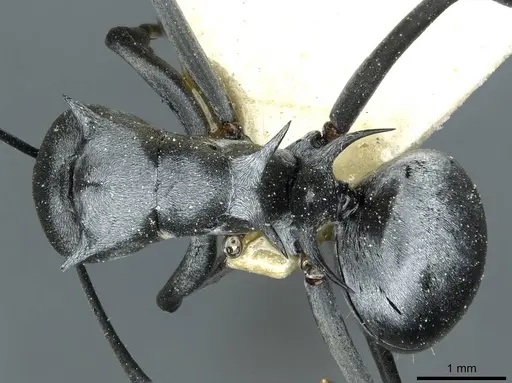 Polyrhachis tibialis - CASENT0912160