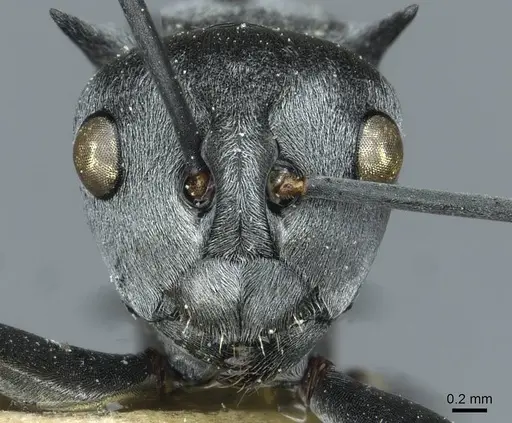 Polyrhachis tibialis - CASENT0912160