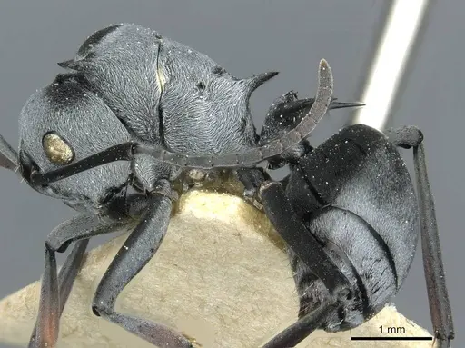 Polyrhachis tibialis - CASENT0912160