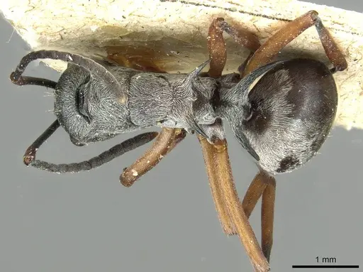 Polyrhachis tibialis - CASENT0913714