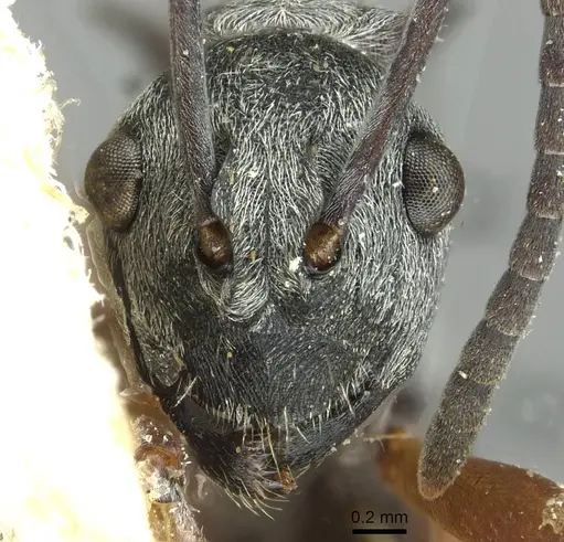 Polyrhachis tibialis - CASENT0913714