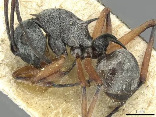 Polyrhachis tibialis - CASENT0913714
