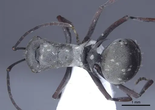 Polyrhachis tibialis - CASENT0916777