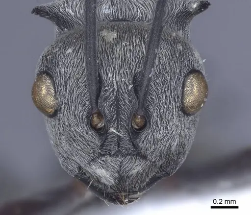 Polyrhachis tibialis - CASENT0916777