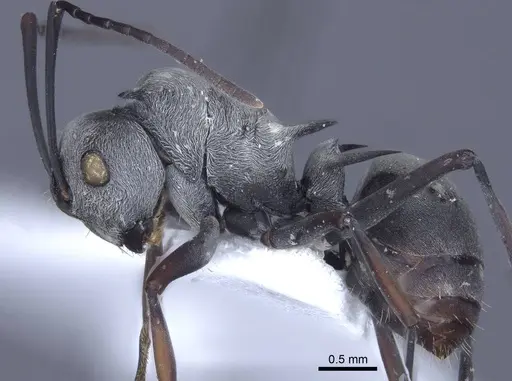 Polyrhachis tibialis - CASENT0916777