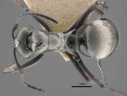 Polyrhachis tibialis - CASENT0917274