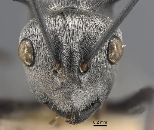 Polyrhachis tibialis - CASENT0917274