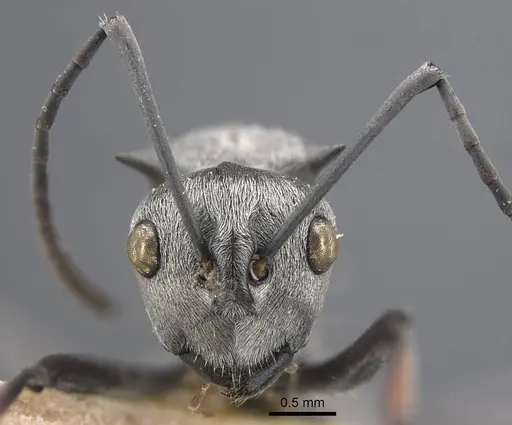 Polyrhachis tibialis - CASENT0917274