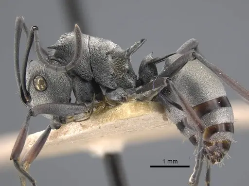 Polyrhachis tibialis - CASENT0917274