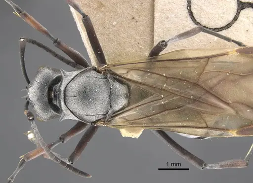 Polyrhachis tibialis - CASENT0917275