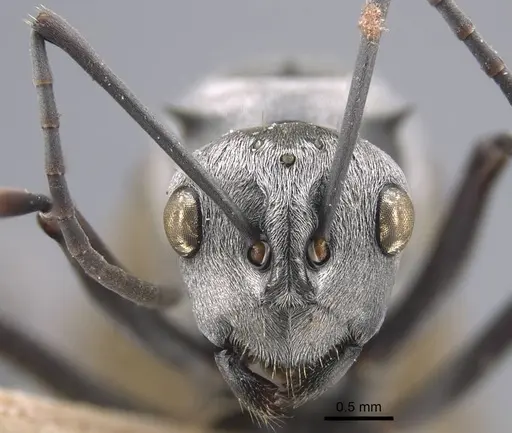 Polyrhachis tibialis - CASENT0917275