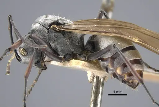 Polyrhachis tibialis - CASENT0917275