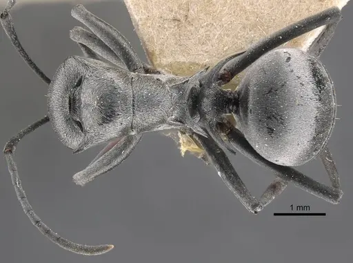 Polyrhachis tibialis - CASENT0917276