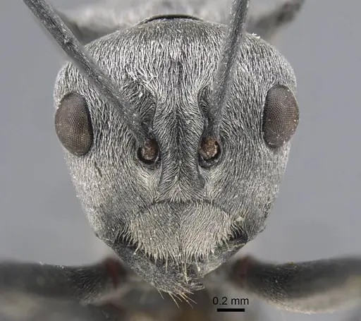 Polyrhachis tibialis - CASENT0917276