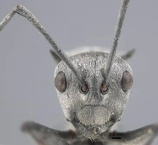 Polyrhachis tibialis - CASENT0917276