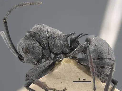 Polyrhachis tibialis - CASENT0917276