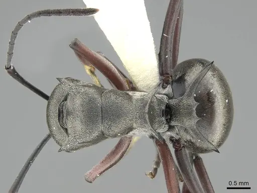 Polyrhachis tibialis - CASENT0919887
