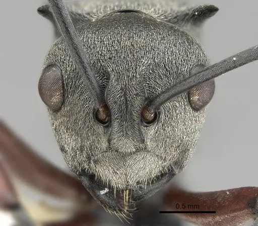 Polyrhachis tibialis - CASENT0919887