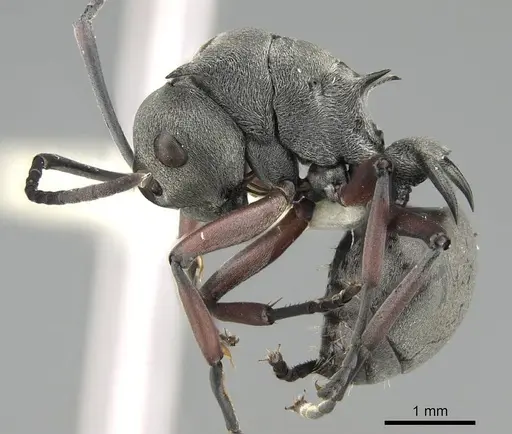 Polyrhachis tibialis - CASENT0919887
