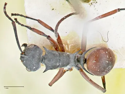 Polyrhachis tibialis - FOCOL2652
