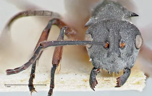 Polyrhachis tibialis - FOCOL2652