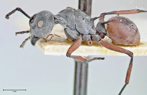 Polyrhachis tibialis - FOCOL2652