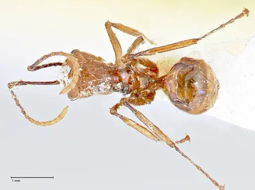 Polyrhachis tragos specimen