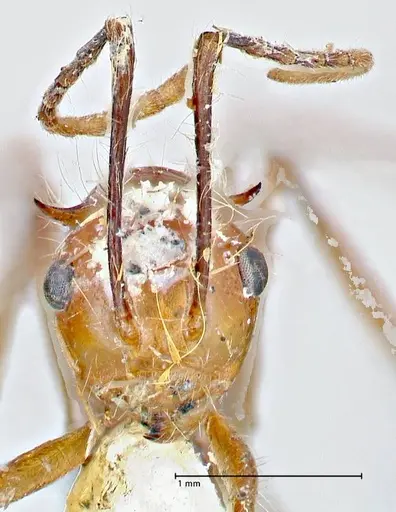 Polyrhachis tragos specimen