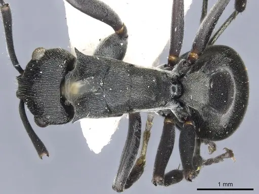 Polyrhachis transiens specimen