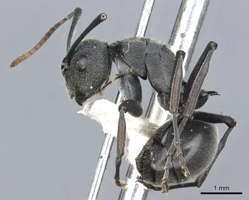 Polyrhachis transiens specimen