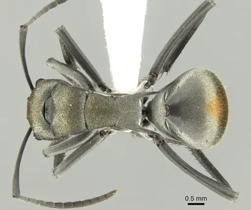 Polyrhachis trapezoidea specimen