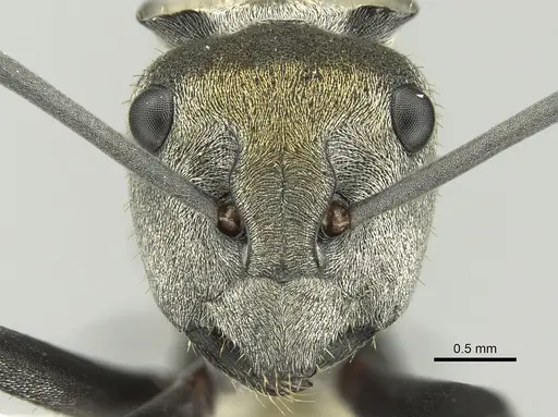 Polyrhachis trapezoidea specimen