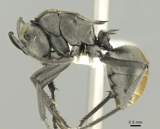 Polyrhachis trapezoidea specimen