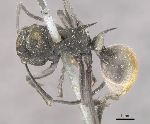 Polyrhachis trapezoidea - CASENT0910813