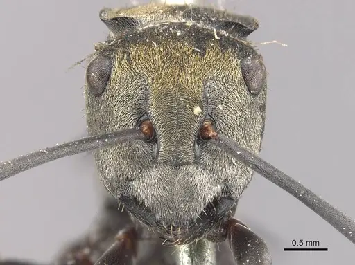 Polyrhachis trapezoidea - CASENT0910813