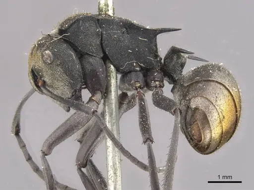 Polyrhachis trapezoidea - CASENT0910813