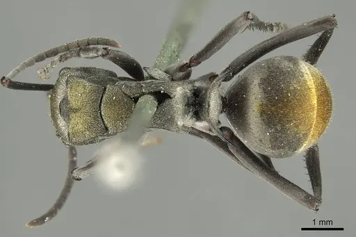 Polyrhachis trapezoidea - CASENT0915622